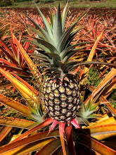 Load image into Gallery viewer, Fresh Pineapple - Royal Hawaiian