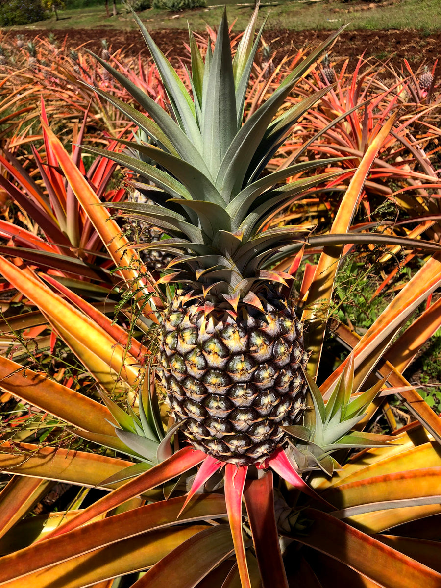 smooth cayenne pineapple plants Fresh Pineapple