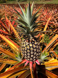 Fresh Pineapple - Hawaii Grown