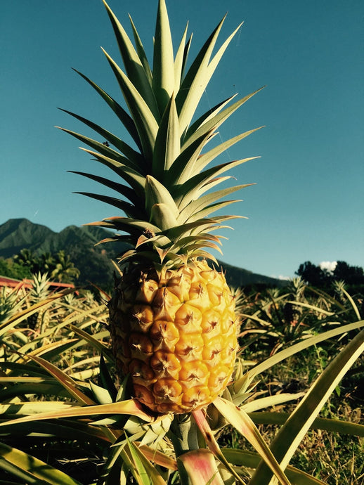 K U M U F A R M S L L C – Kumu Farms Maui