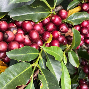 The Country Market / Maui Oma Coffee  - KFarms